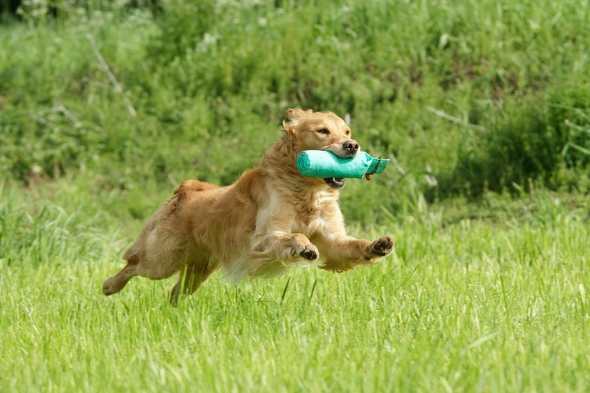 Dog running