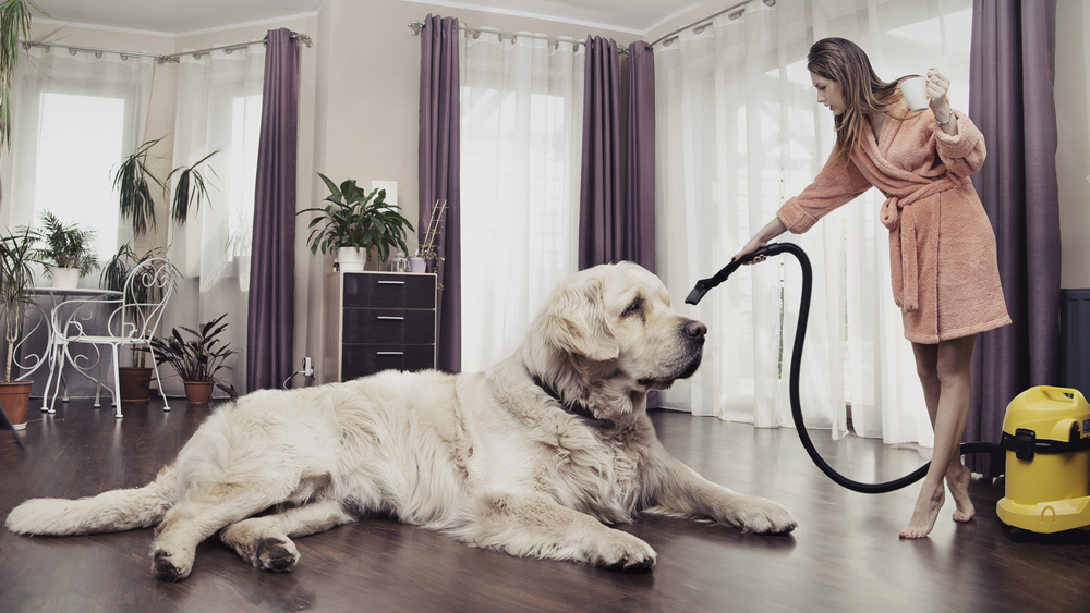 Woman cleaning a home around a large dog